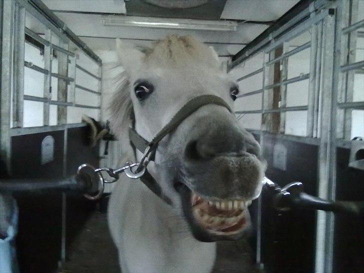 Anden særlig race Perle<3 R.I.P. - Vi kan også smile. Man kan jo ikke altid være smuk. Hihi! billede 7