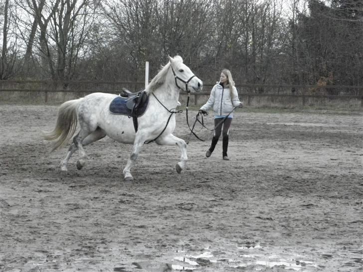 DSP Dü mapromis (solgt) billede 8