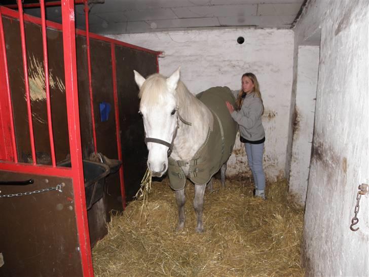 DSP Dü mapromis (solgt) billede 11