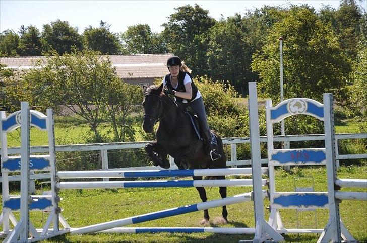 Anden særlig race SCIROCCO | SOLGT - Mig og Scirocco på SPS billede 2