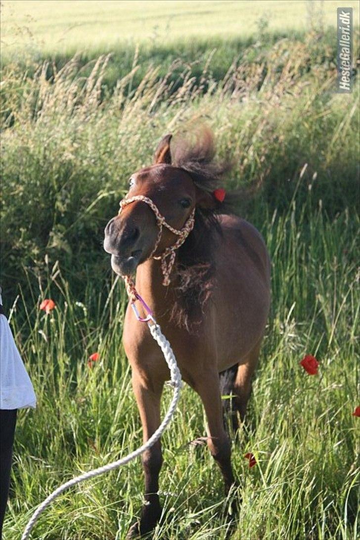 Shetlænder Prins Buski - 12* Sommer 2010 :) billede 11