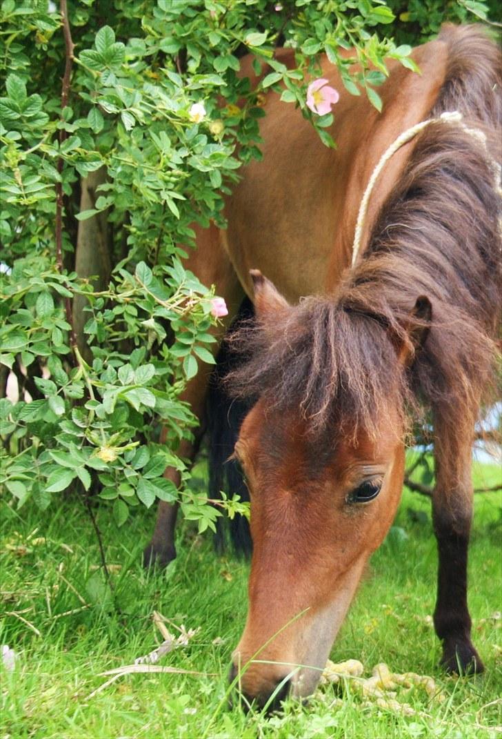Shetlænder Prins Buski - 13* Du ligeså smuk som blomsterne!<3 Fantastiske pony jeg elsker dig ;D billede 12