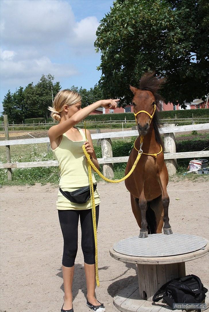 Shetlænder Prins Buski - 14* på skammel på komando ;D billede 13