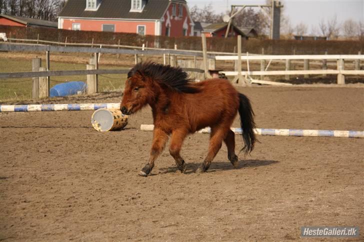 Shetlænder Prins Buski - 15* min lille pony kan sku godt flytte fuserne ;D <3  billede 14
