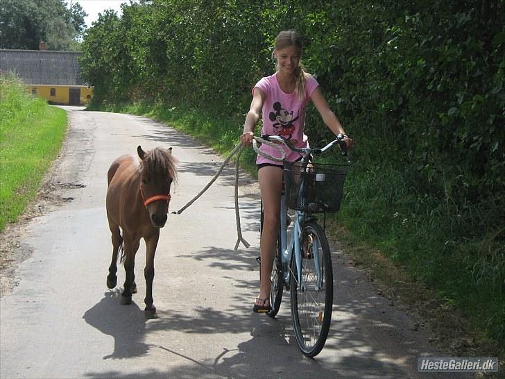 Shetlænder Prins Buski - 16* første cykeltur (; man kan nærmest se på mit ansigt at det skal til at gå galt ;D <3  billede 15