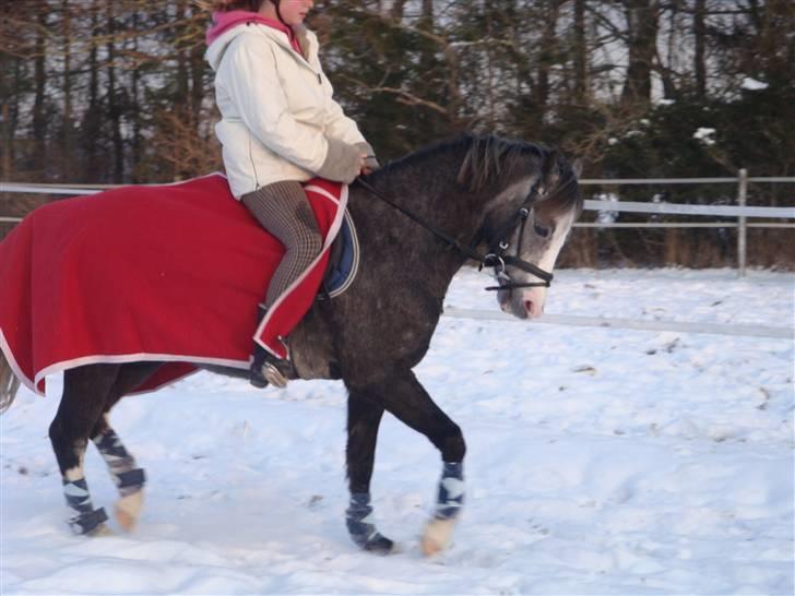 Welsh Pony af Cob-type (sec C) Præstetoftens Picasso*red - Dressur i sneén 8D billede 11