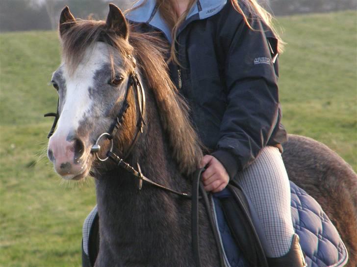 Welsh Pony af Cob-type (sec C) Præstetoftens Picasso*red - Model for en dag xD<3 billede 12