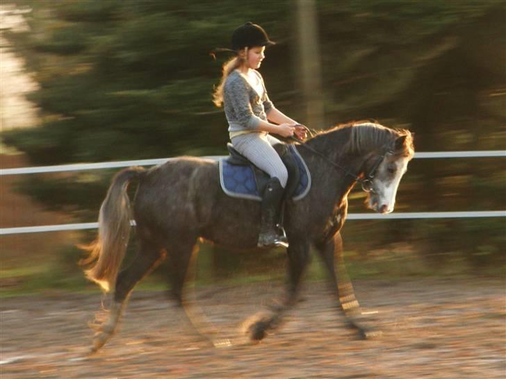 Welsh Pony af Cob-type (sec C) Præstetoftens Picasso*red - Undskyld det er lidt utydeligt;s, Super fin i dressur :D<3 billede 13