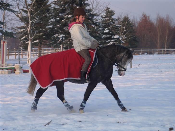 Welsh Pony af Cob-type (sec C) Præstetoftens Picasso*red - Hej jeg hedder Picasso & du kan tro jeg kan strække fusserne´! XD billede 15