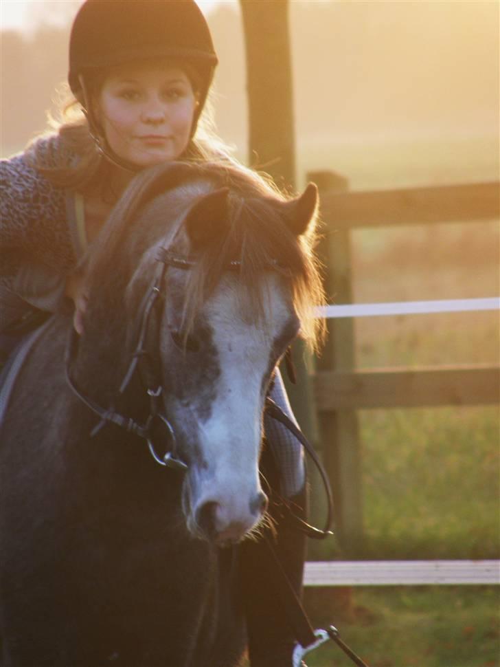 Welsh Pony af Cob-type (sec C) Præstetoftens Picasso*red - Vi kan altid se sjove ud :D<3 billede 16