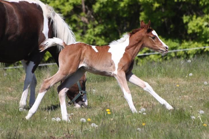 Pinto Araber Schillinggaards Hercules " Solgt " billede 12