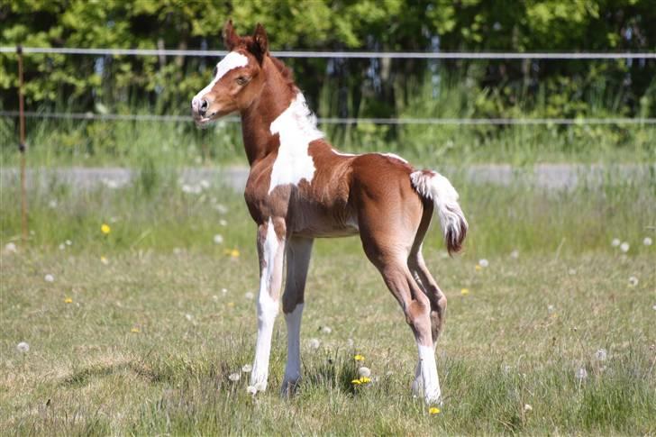 Pinto Araber Schillinggaards Hercules " Solgt " billede 13