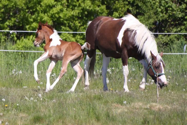 Pinto Araber Schillinggaards Hercules " Solgt " billede 15