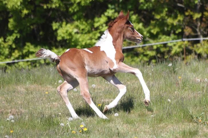 Pinto Araber Schillinggaards Hercules " Solgt " billede 16