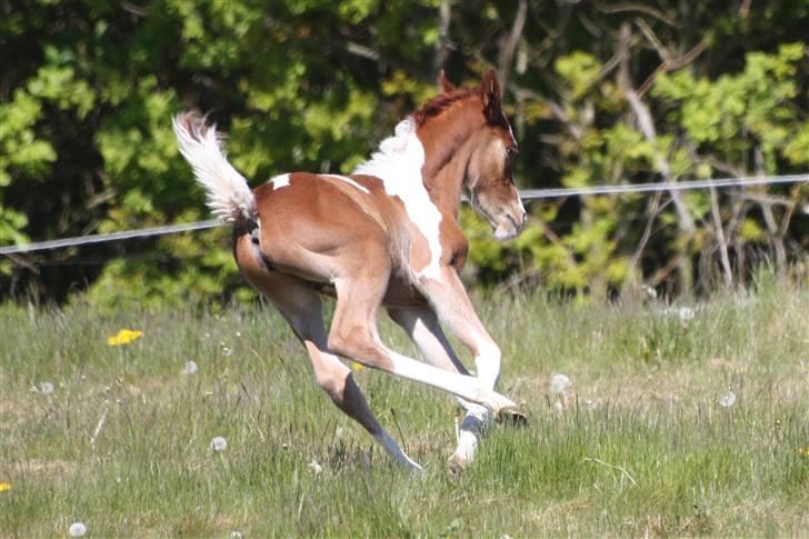 Pinto Araber Schillinggaards Hercules " Solgt " billede 17