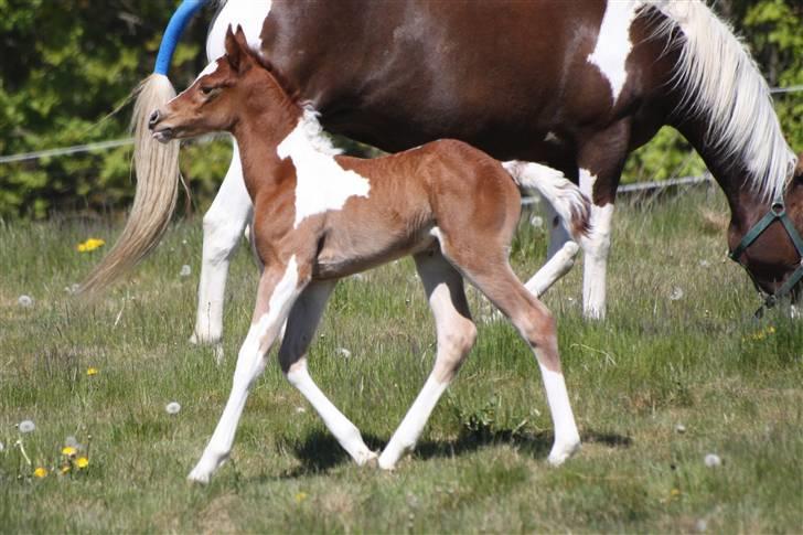 Pinto Araber Schillinggaards Hercules " Solgt " billede 18