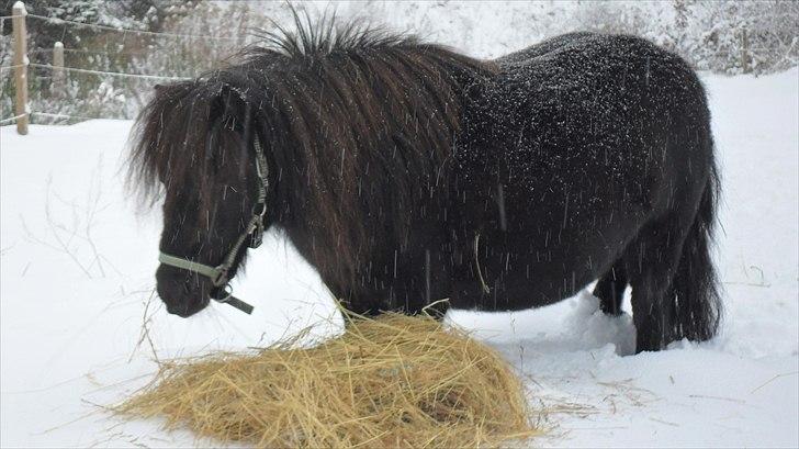 Shetlænder Trunte   #SOLGT# - 27 nov. 2010  tykke Trunte .. billede 3