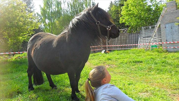 Shetlænder Trunte   #SOLGT# - Amalie og Trunte  Maj 2011 billede 2