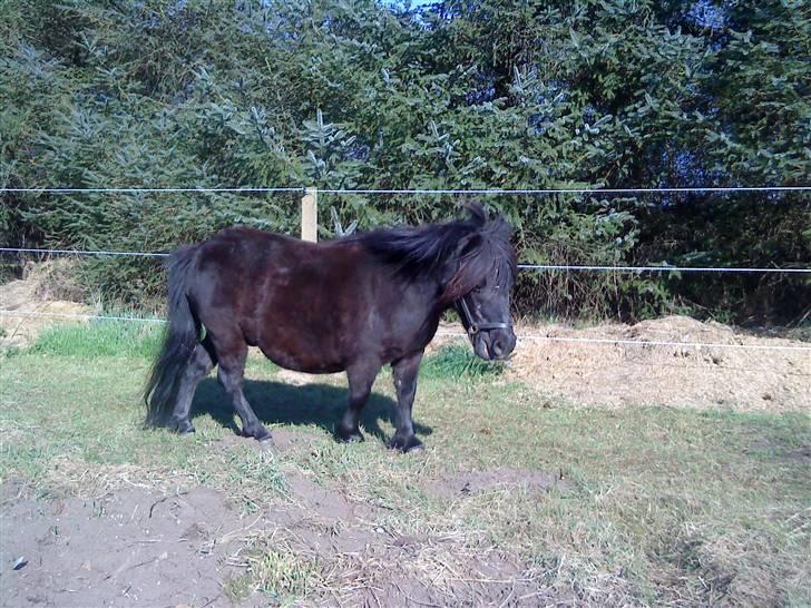 Shetlænder Trunte   #SOLGT# - 2008 billede 4