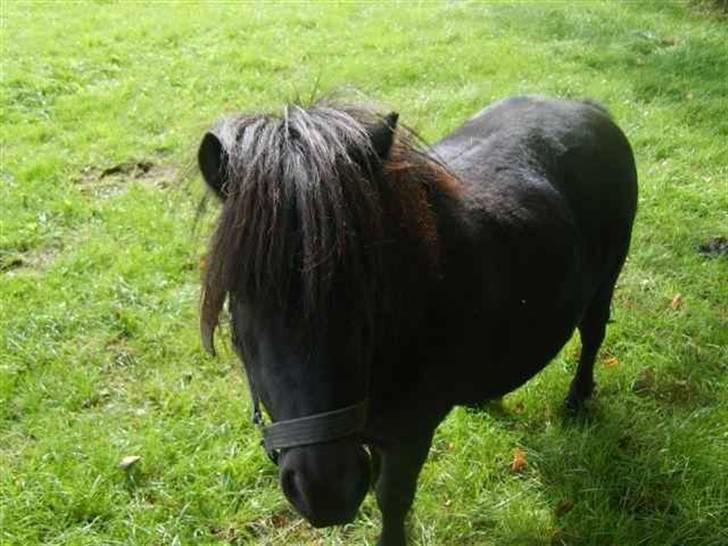 Shetlænder Trunte   #SOLGT# - 2008 billede 5