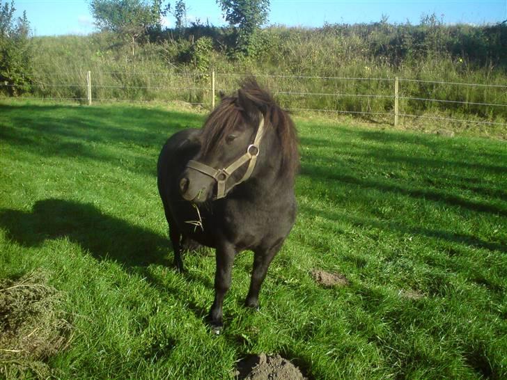 Shetlænder Trunte   #SOLGT# - Første dag i sit nye hjem  ..  billede 6