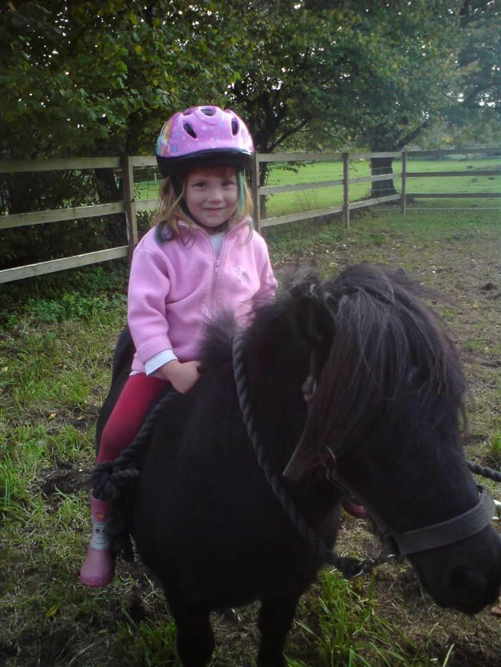 Shetlænder Trunte   #SOLGT# - Mathilde på Trunte, som altid giver en ridetur billede 7