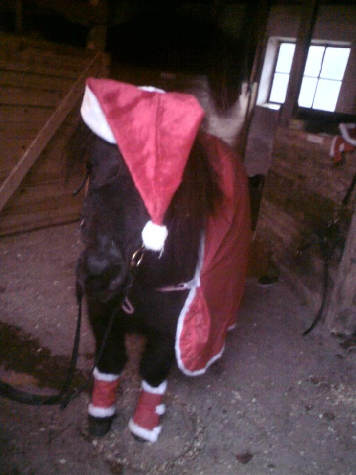 Shetlænder Trunte   #SOLGT# - Trunte i julehumør  2008 billede 8