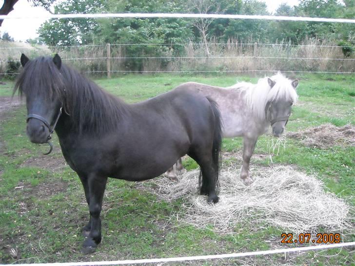 Shetlænder Trunte   #SOLGT# - Trunte med drengerøven Silver billede 9