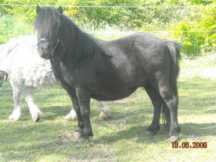 Shetlænder Trunte   #SOLGT# billede 10