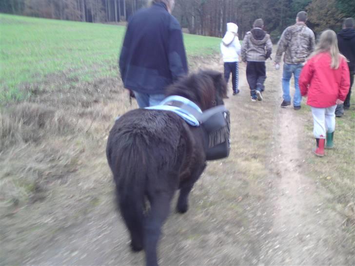 Shetlænder Trunte   #SOLGT# - Hele flokken på vej efter ting til juledekoration..  billede 11