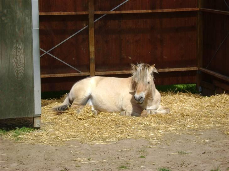 Fjordhest Fly billede 1
