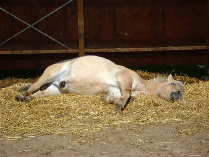 Fjordhest Fly billede 2