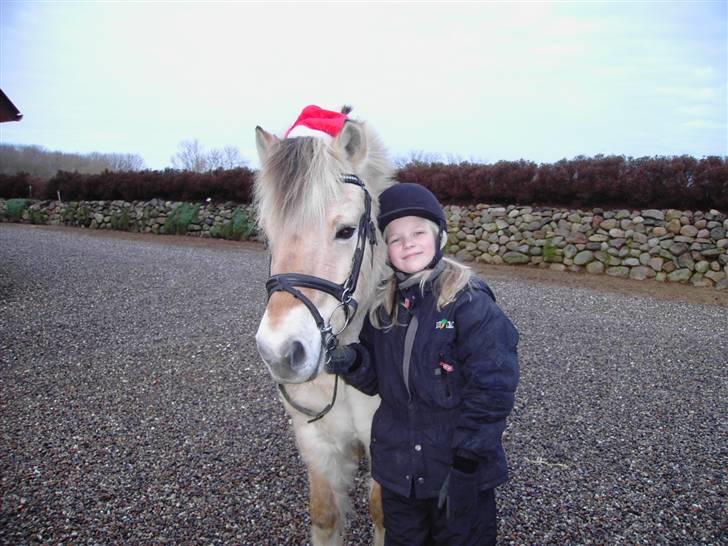 Fjordhest Fly billede 3