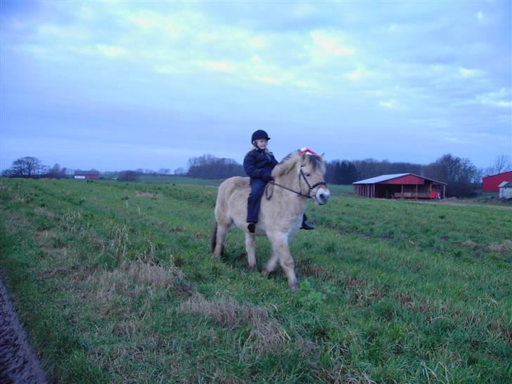 Fjordhest Fly billede 4