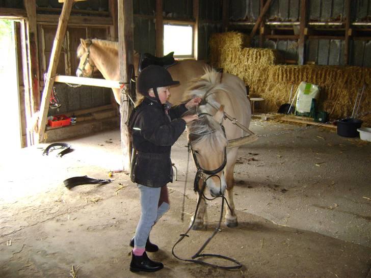 Fjordhest Fly billede 5