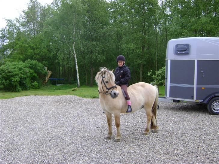 Fjordhest Fly billede 6