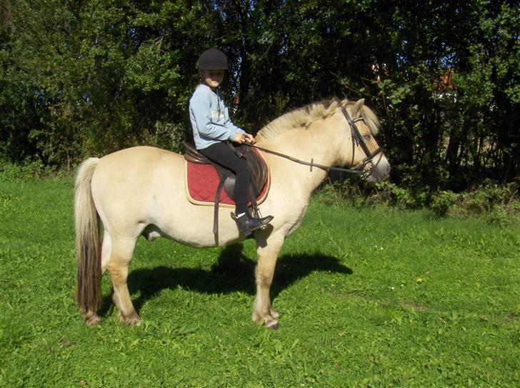 Fjordhest Fly billede 7