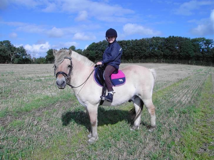 Fjordhest Fly billede 8