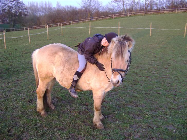 Fjordhest Fly billede 9