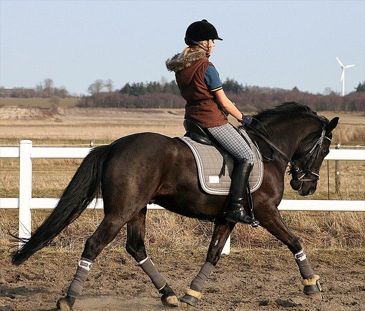 New Forest Mr. Snip SOLGT - du er min elskede vinderpony <3 billede 16