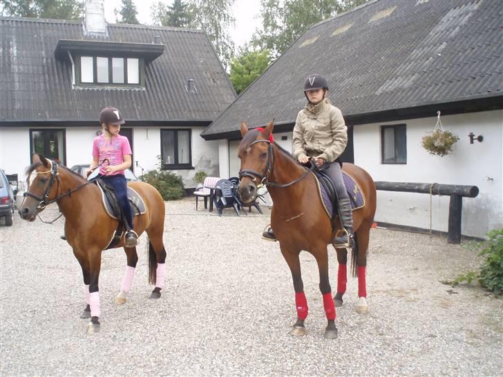 New Forest Kalkwijks Raiza billede 7