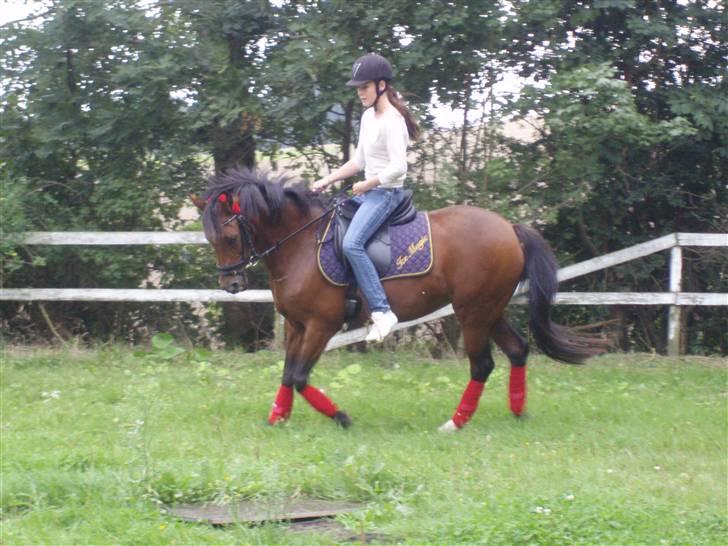 New Forest Kalkwijks Raiza billede 9