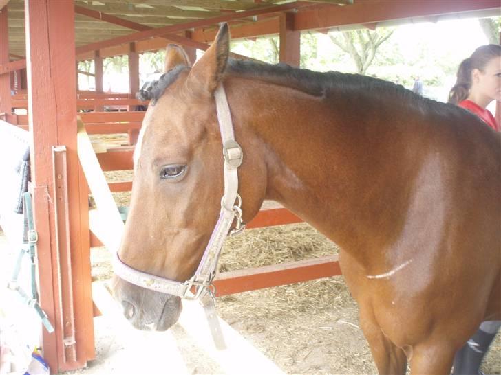 New Forest Kalkwijks Raiza billede 10