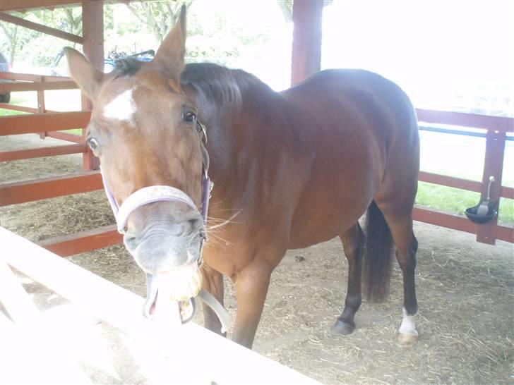 New Forest Kalkwijks Raiza billede 11