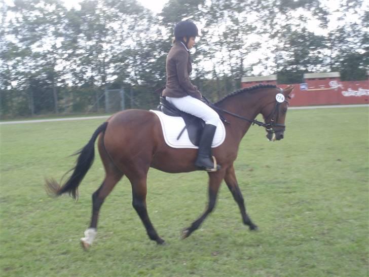 New Forest Kalkwijks Raiza billede 13