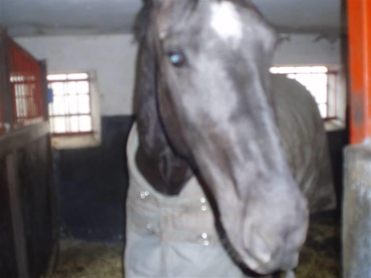 Oldenborg Granat Anholm  (SOLGT) billede 15