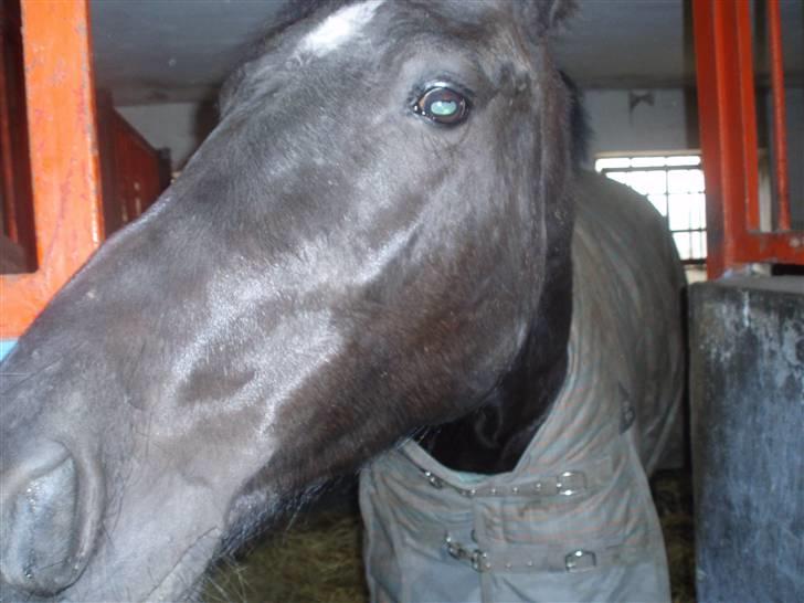 Oldenborg Granat Anholm  (SOLGT) billede 16