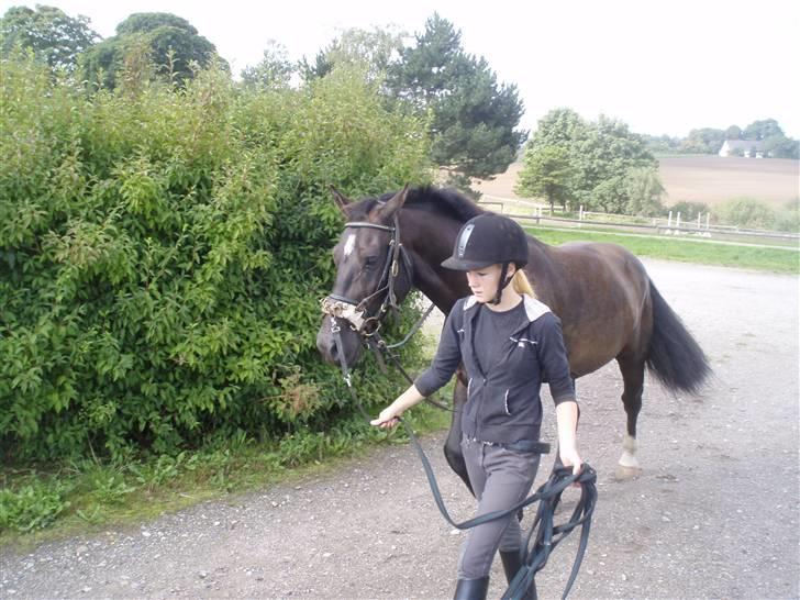 Oldenborg Granat Anholm  (SOLGT) billede 18