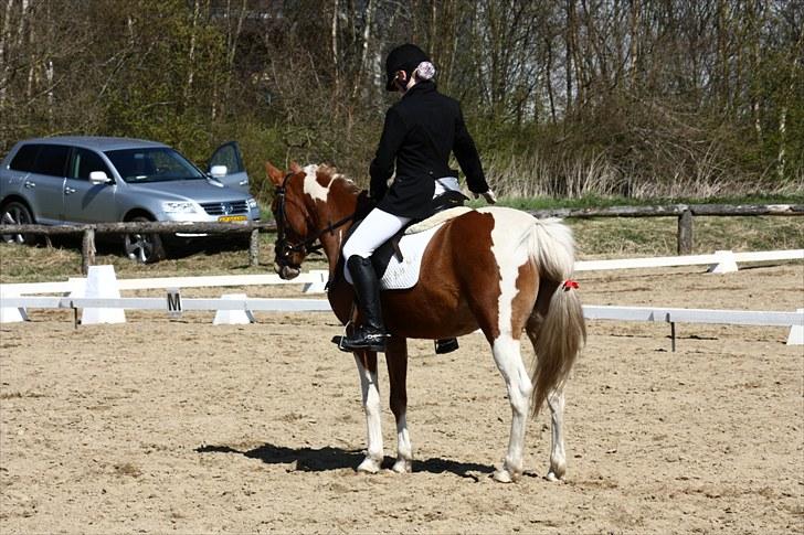 Pinto Indy Girl *solgt* - *20Håber i nød kigget, her ses mig og Indy i vores første la1. Foto: Sissel Nyholm<3 billede 20