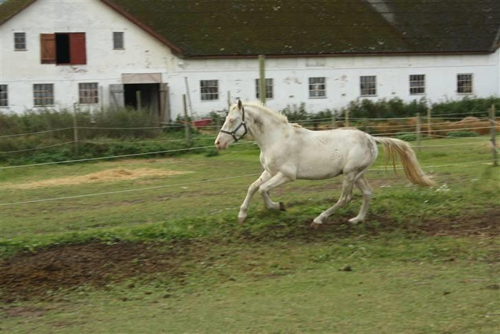 Palomino lucifer billede 14